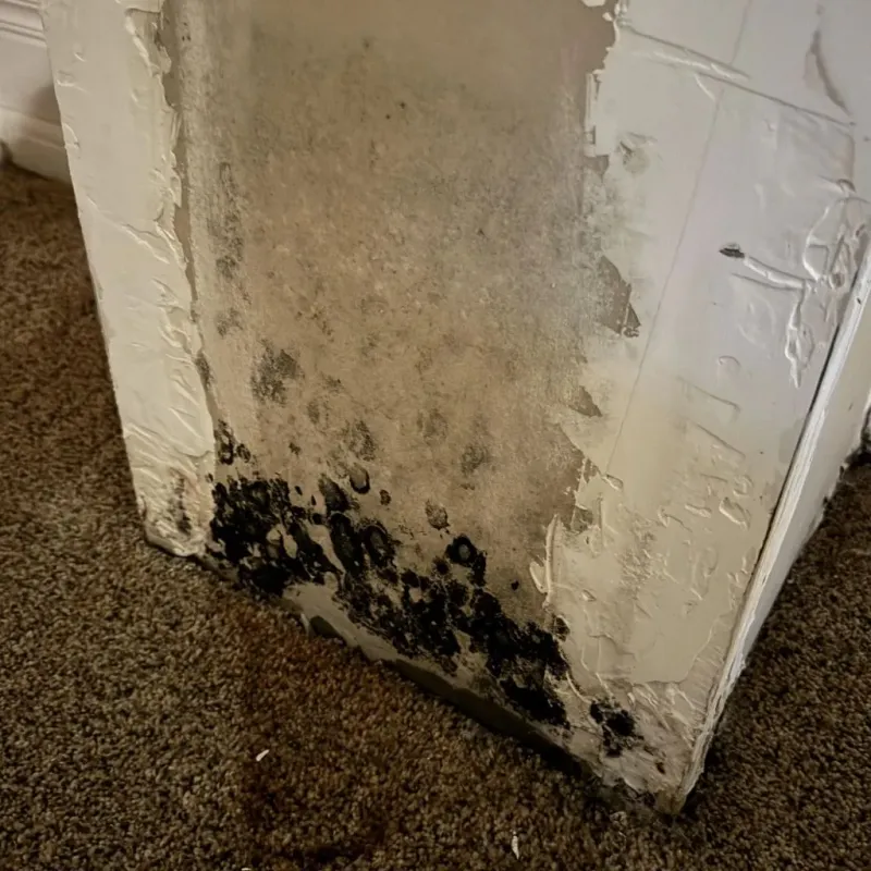 Professional Mold Removal in East Pittsburgh, PA